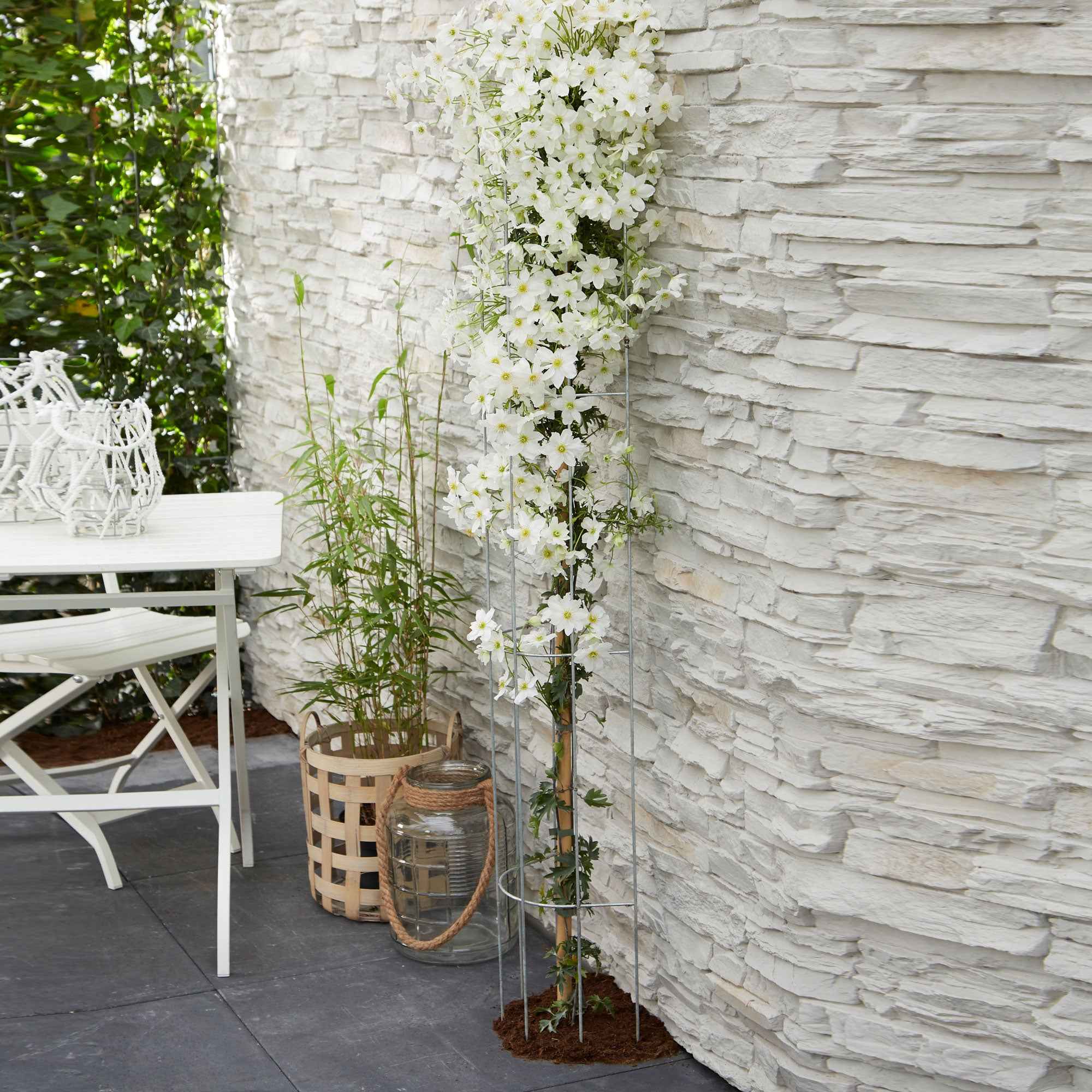 Bakker Clématite Avalanche blanche pot 2L 40-50cm