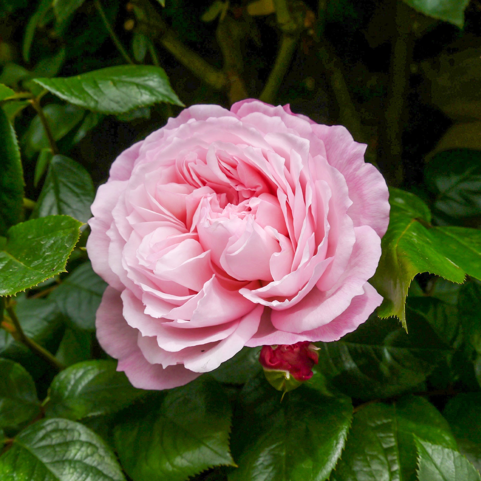 Bakker The Generous Gardener rosier grimpant pot 4L rose