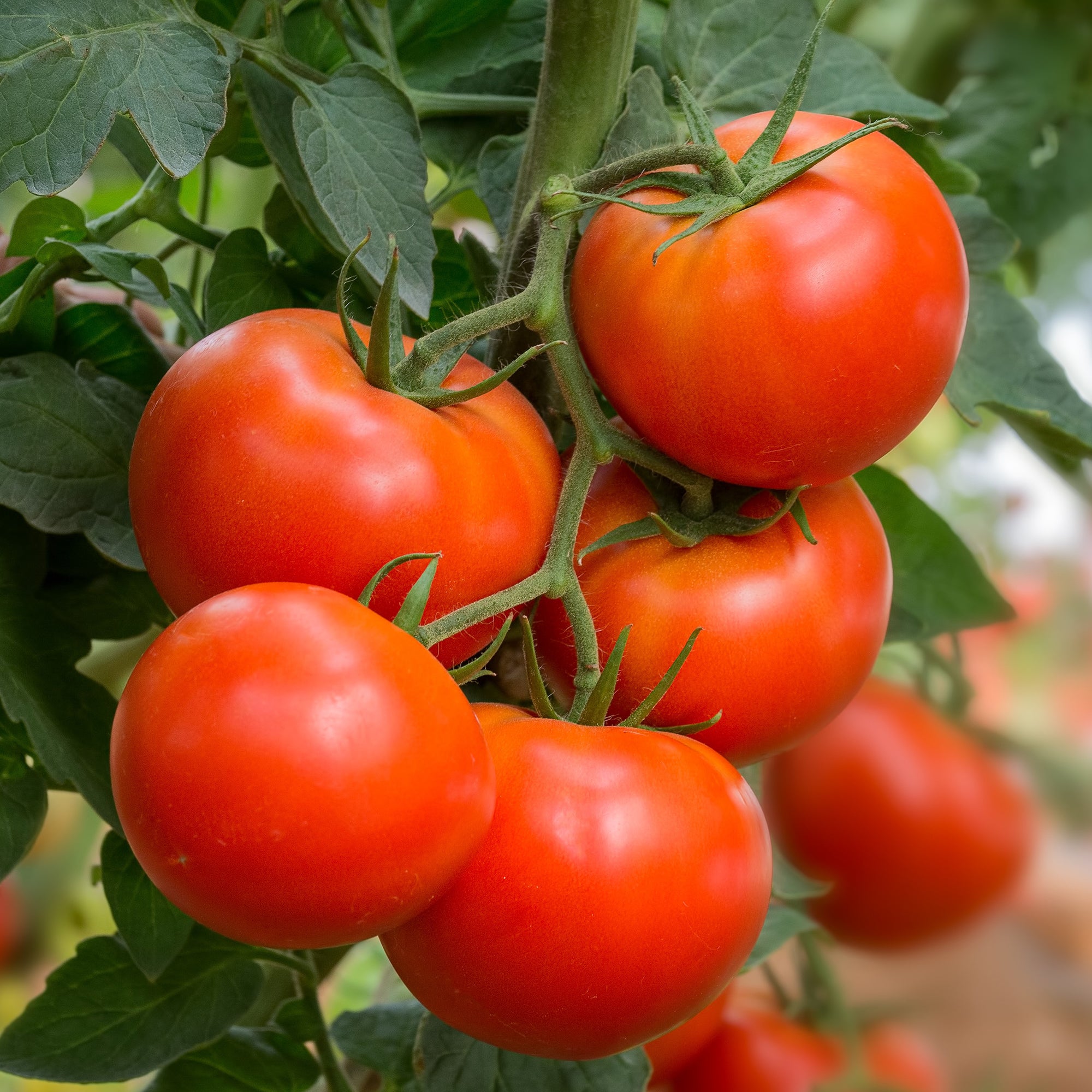Bakker Beefmaster F1 tomate sachet 50 graines gros fruits