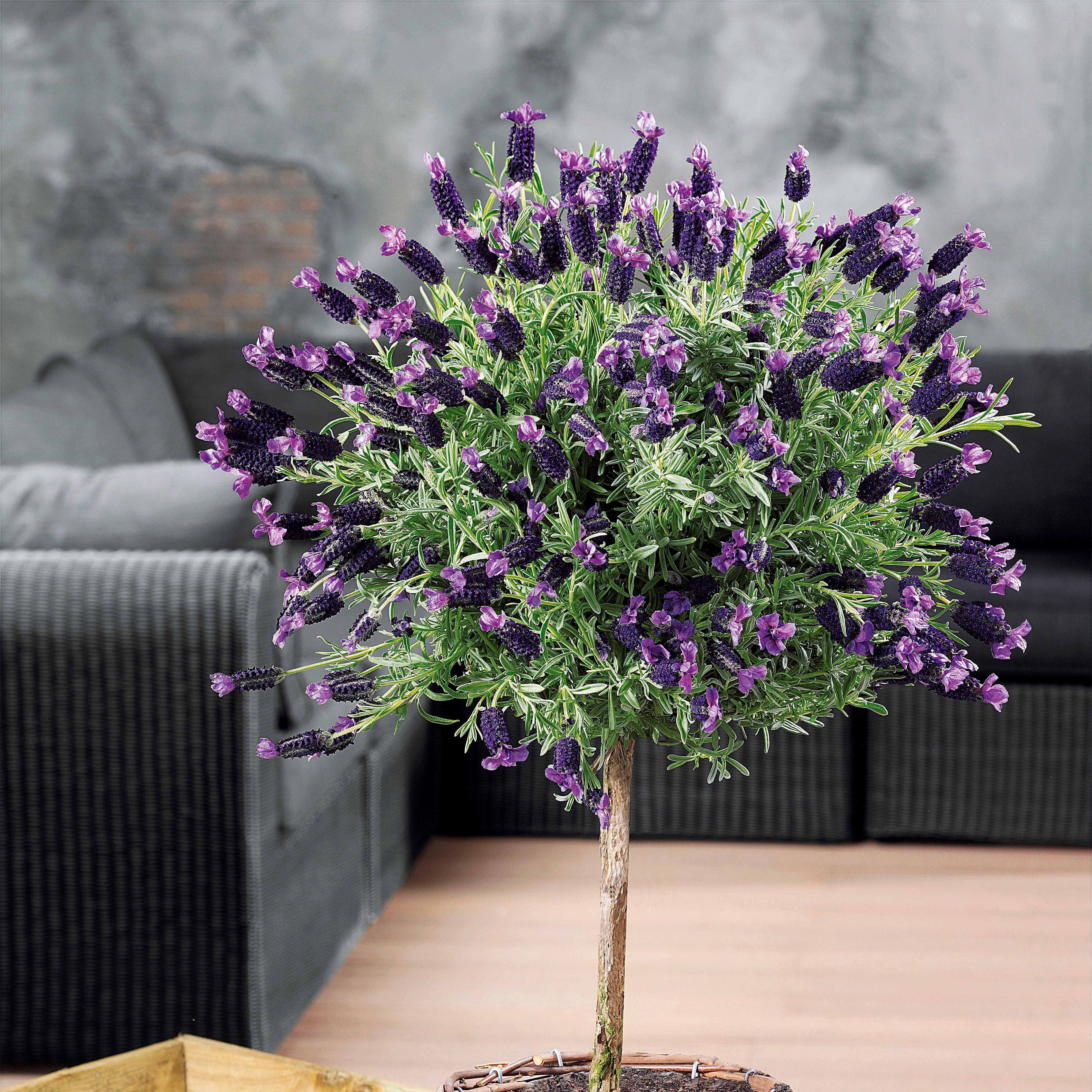 Bakker Lavande papillon sur tige pot 15cm 50-60 cm