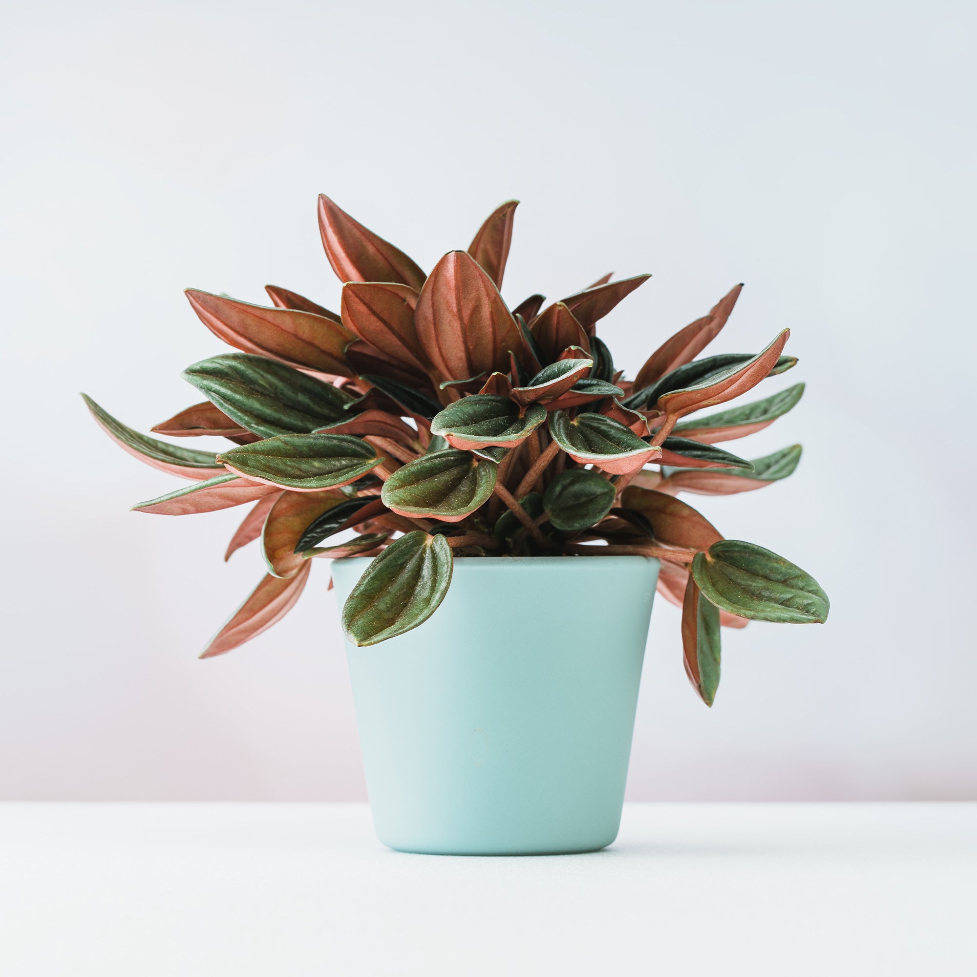 Bakker Plantes d'intérieur Peperomia Rosso pot Ø12cm