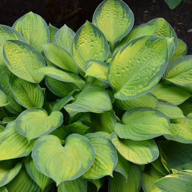 Bakker Hosta Guacamole vivace pot 9cm parfumé ombre