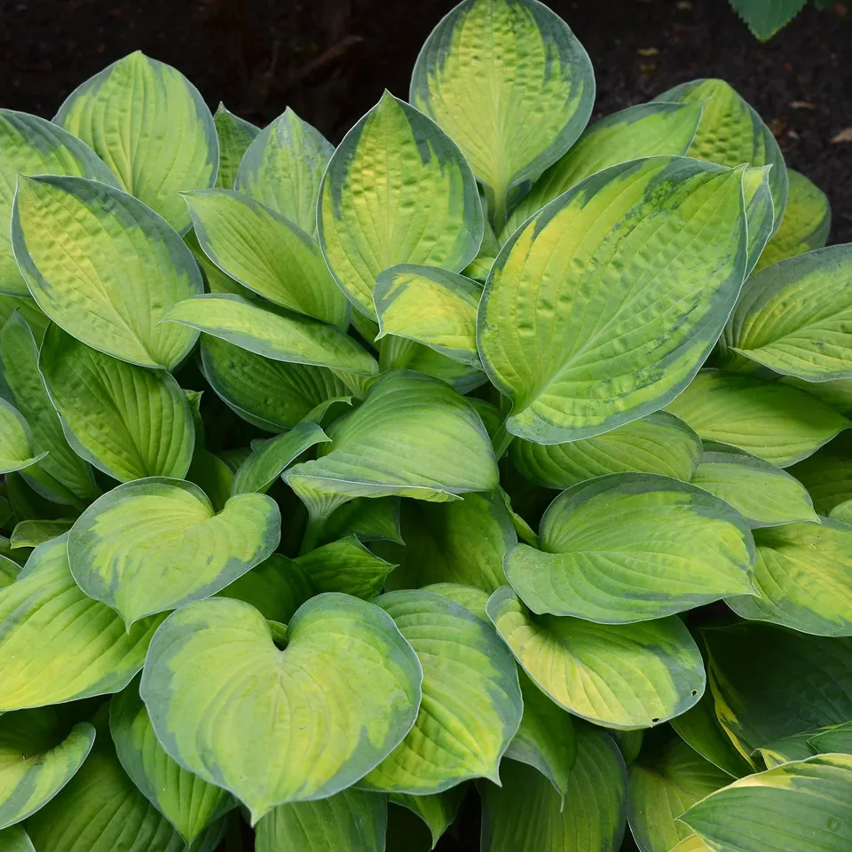 Bakker Hosta Guacamole vivace pot 9cm parfumé ombre