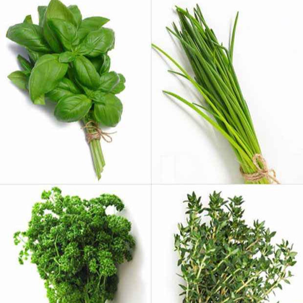 Bakker Collection 4 aromatiques pots Ø 13cm basilic thym