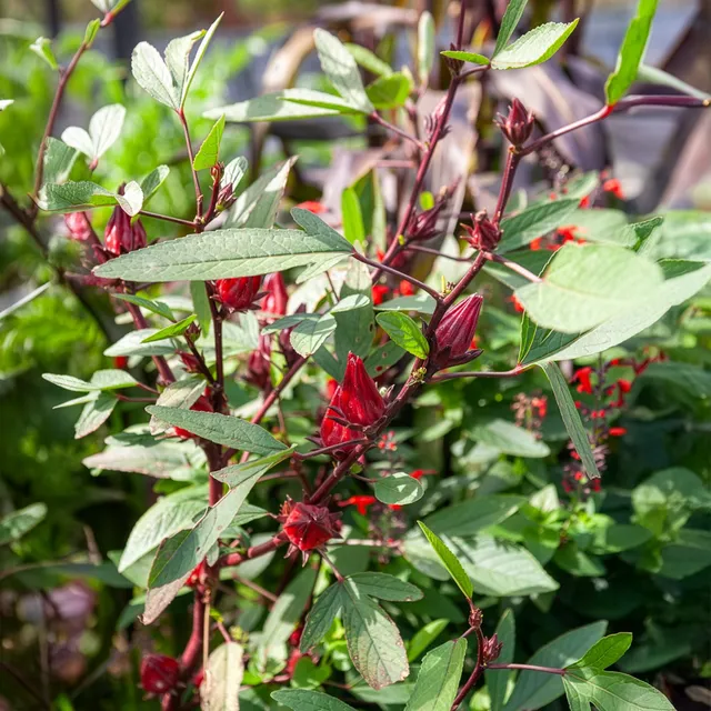 Bakker Hibiscus Sabdariffa graine sachet 1g bissap