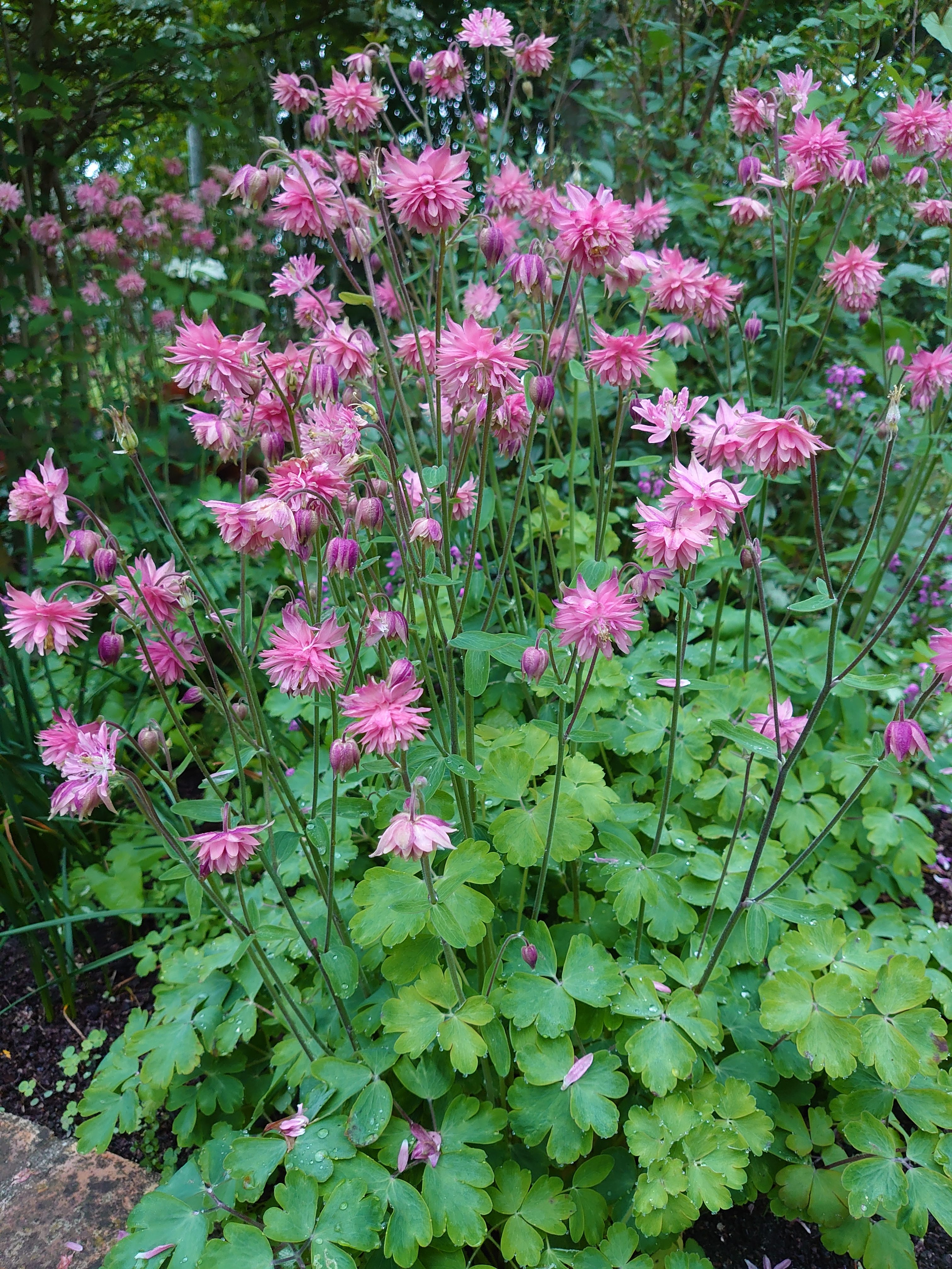 Passion Vivaces Aquilegia Rose Barlow ancolie godet fleur double rose
