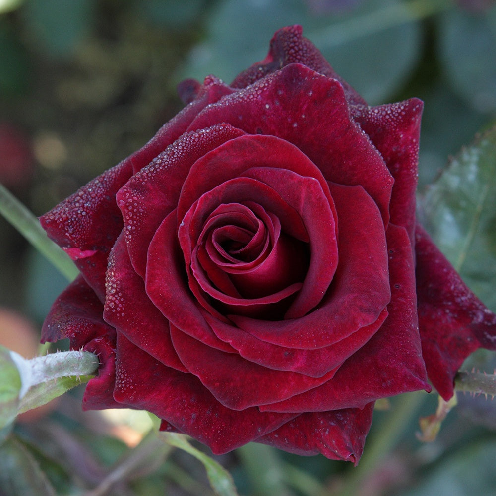 Bakker Rosier Black Baccara buisson motte 3+ branches rouge