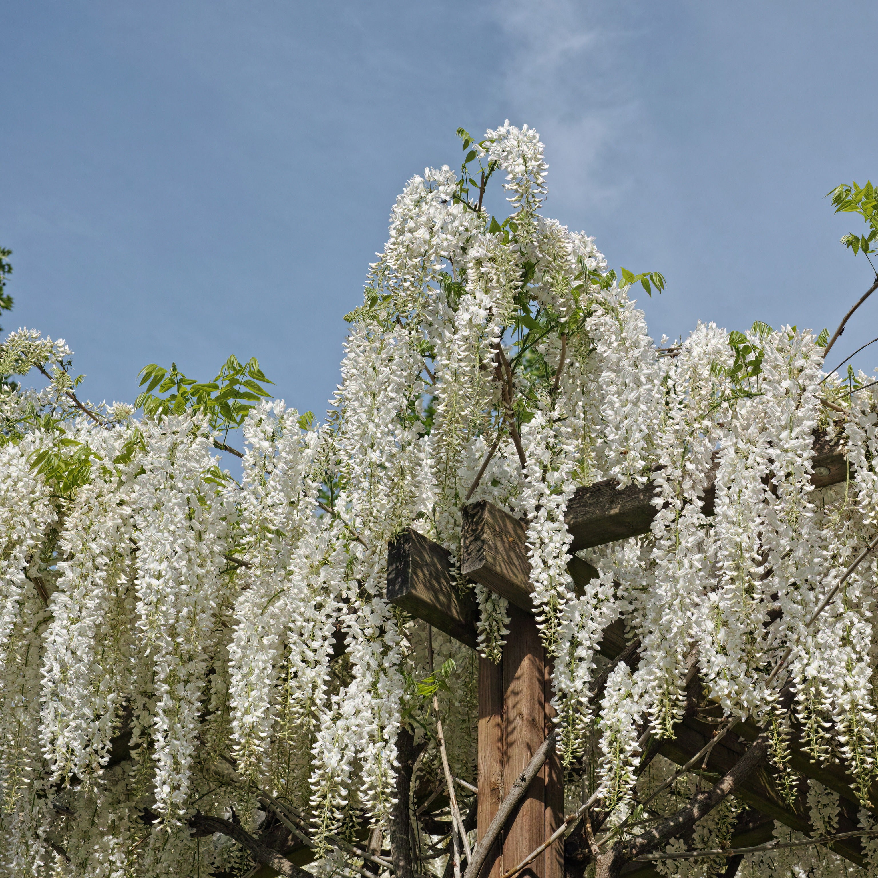 Bakker Glycine Blanche sur Tige Wisteria pot 2 L tige 50 cm