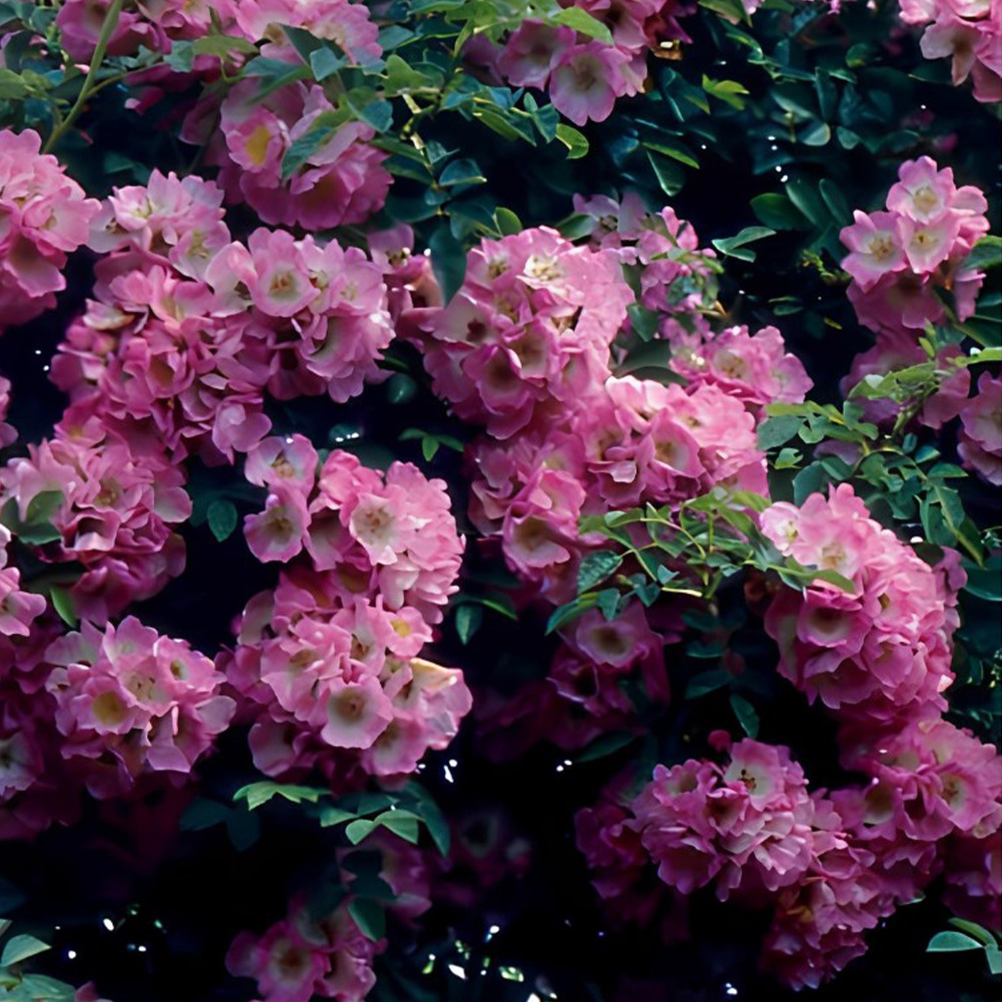 Bakker Rosiers lianes Immensee Petite duchesse racines nues x2