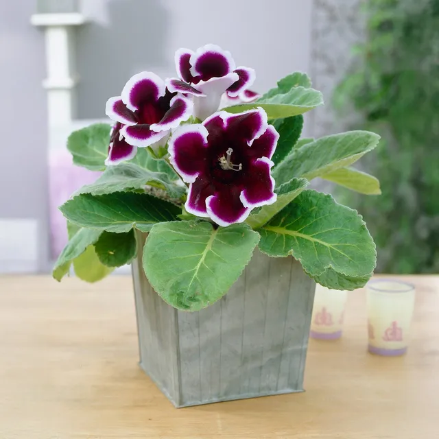 Bakker Bulbes à fleurs Gloxinia Kaiser Wilhelm bulbe 1 bulbe violet