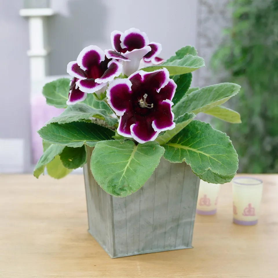 Bakker Bulbes à fleurs Gloxinia Kaiser Wilhelm bulbe 1 bulbe violet