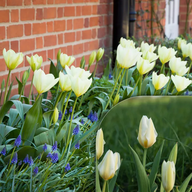 Bakker Tulipes Fosteriana Purissima sachet 10 bulbes blanc