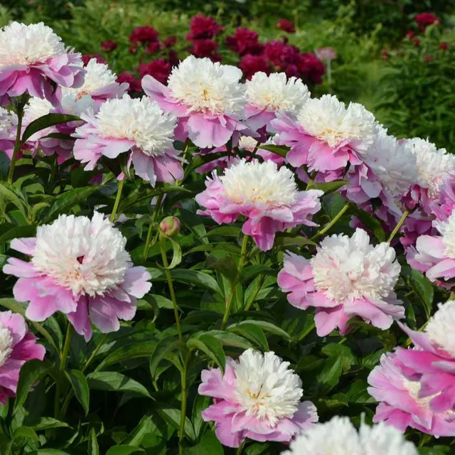 Bakker Plantes vivaces Pivoine Bowl of Beauty racine nue