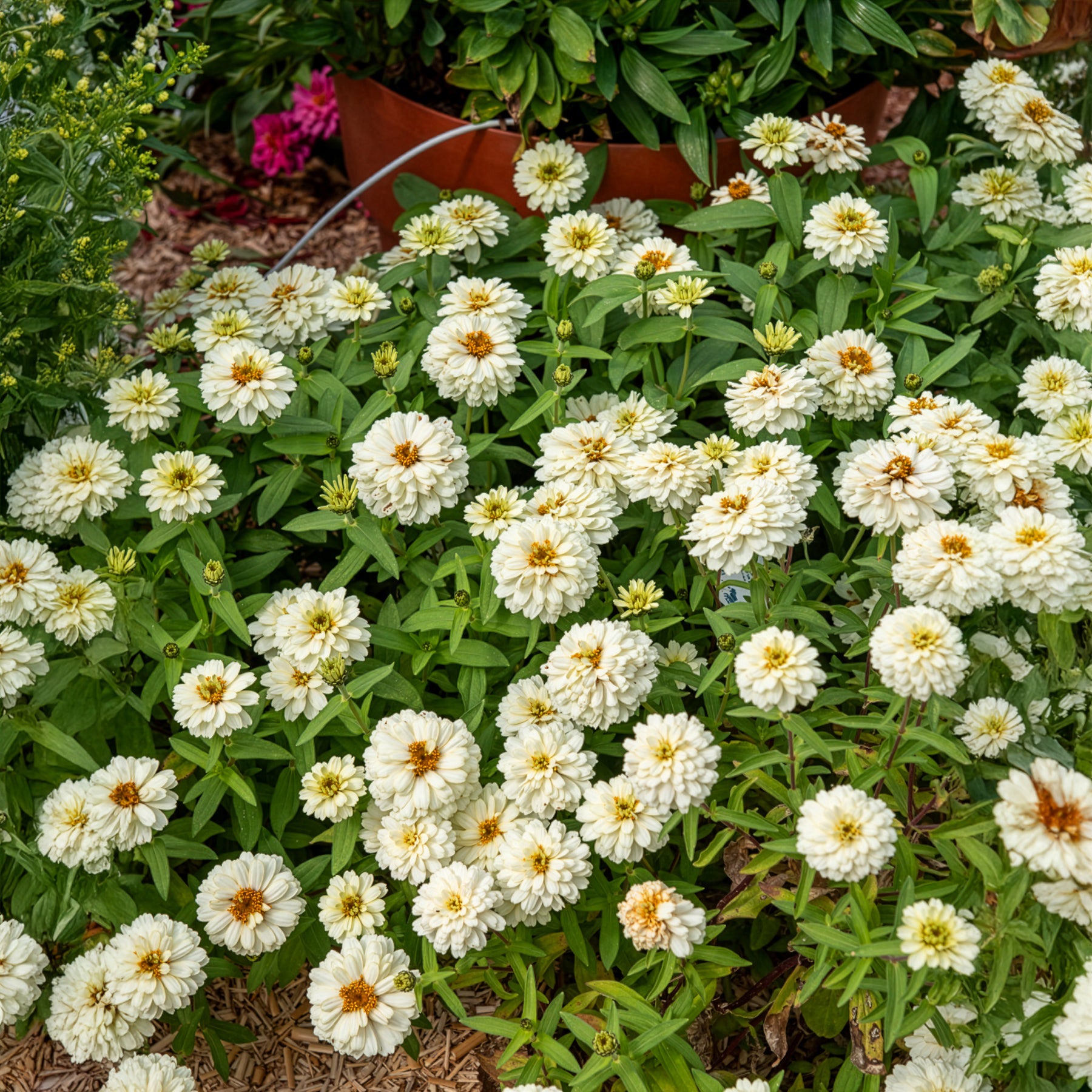 Bakker Terrasse Zinnia Double Blanc fleur pot Ø10,5cm soleil