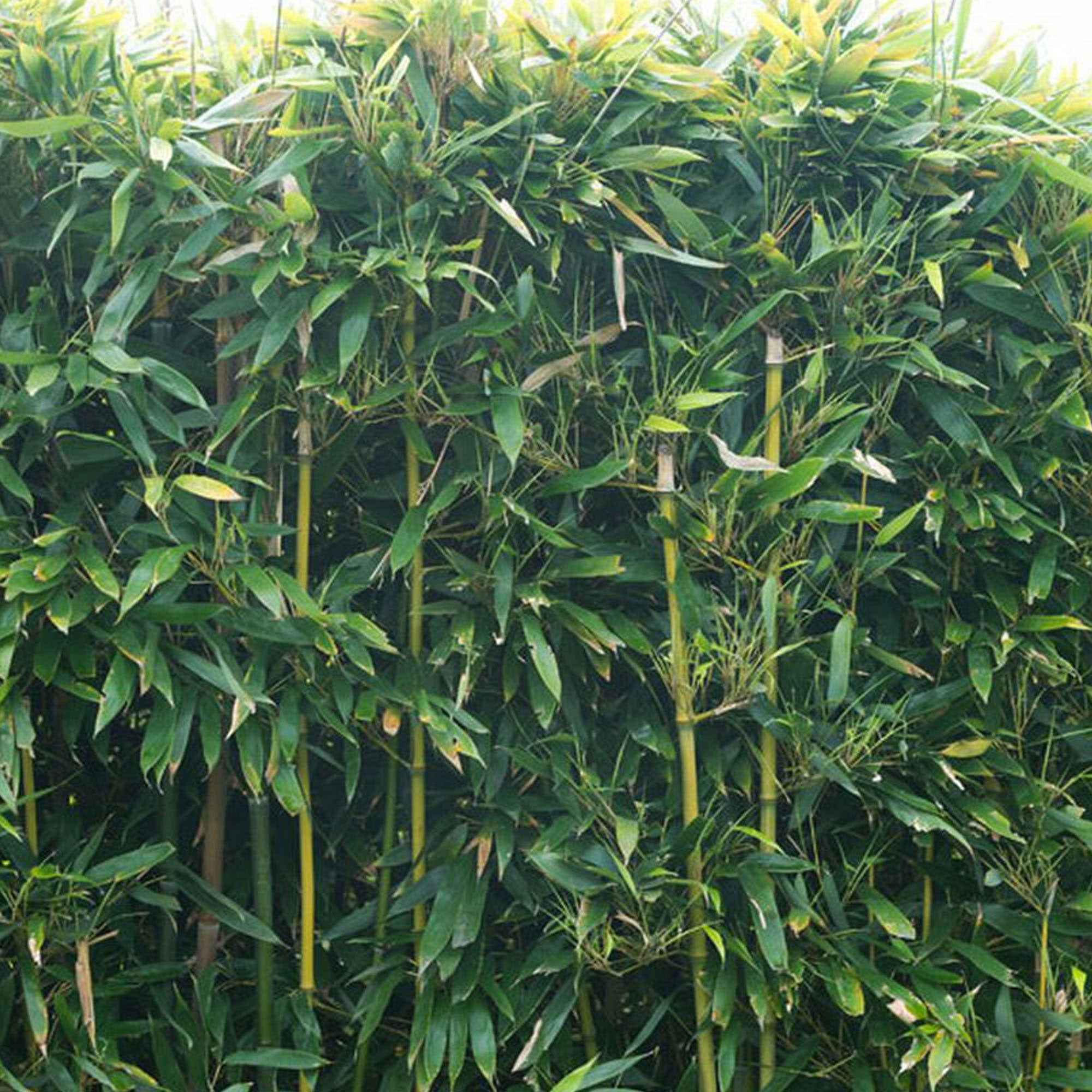 Bakker Phyllostachys bissetii bambou pot 2L 40-50cm rustique