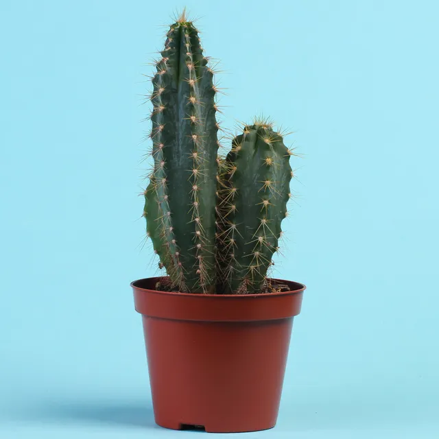 Bakker Polaskia Chichipe cactus pot Ø12cm fruits comestibles