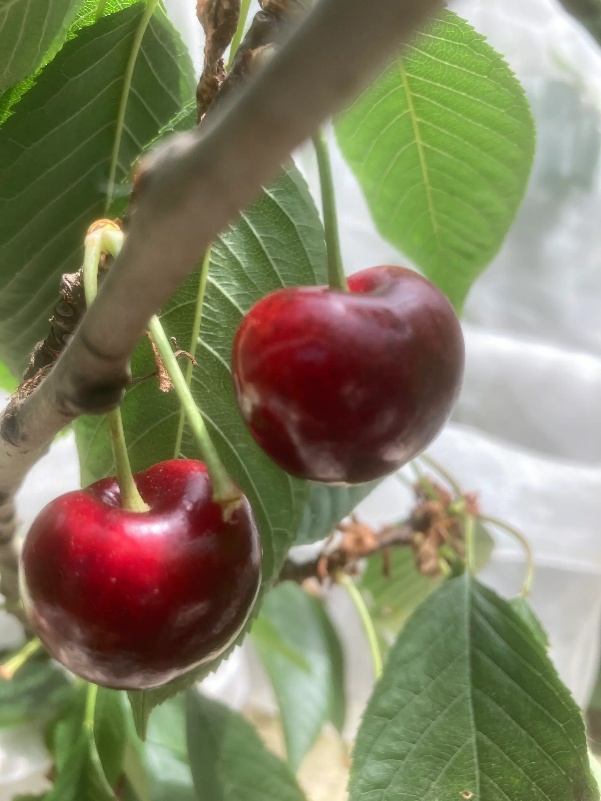 Michel Adam Burlat Prime cerisier fruitier cerises précoces