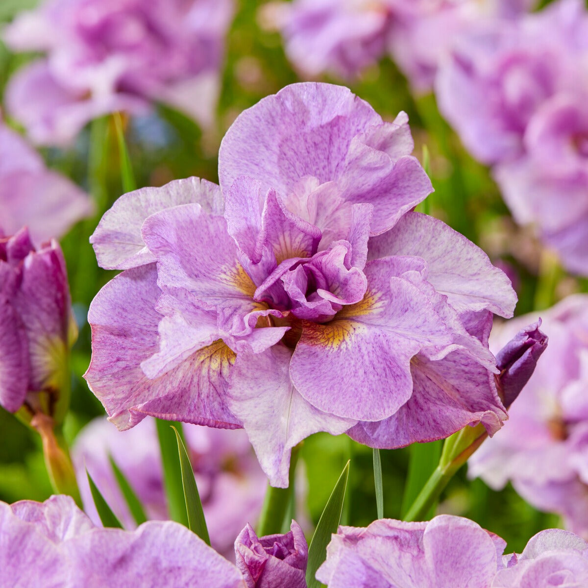 Bakker Iris Sibérie Pink Parfait vivace lot 2 racines nues rose 80cm