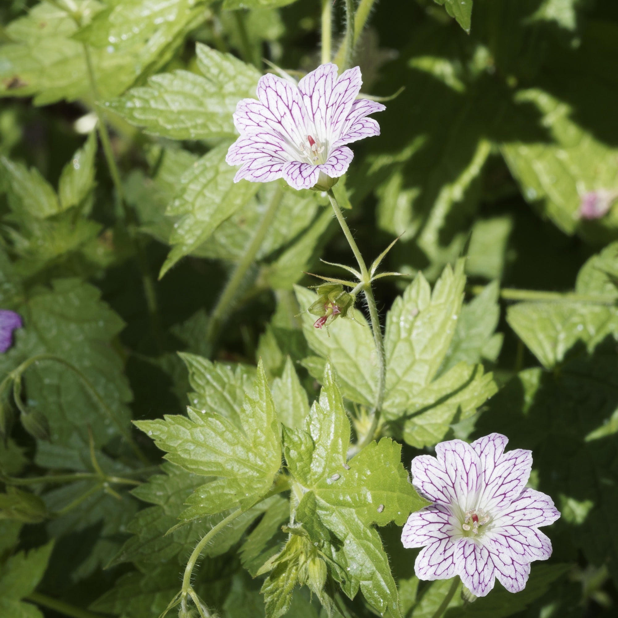 Bakker Plantes vivaces 3 Géraniums striés racines nues lot 3