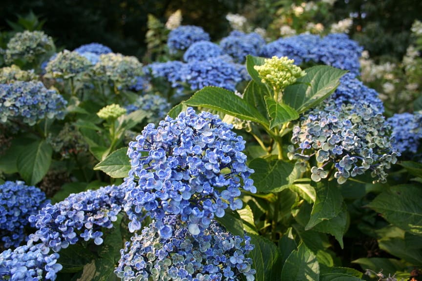 Les Hortensias du Haut Bois Ayesha hortensia fleurs rondes godet