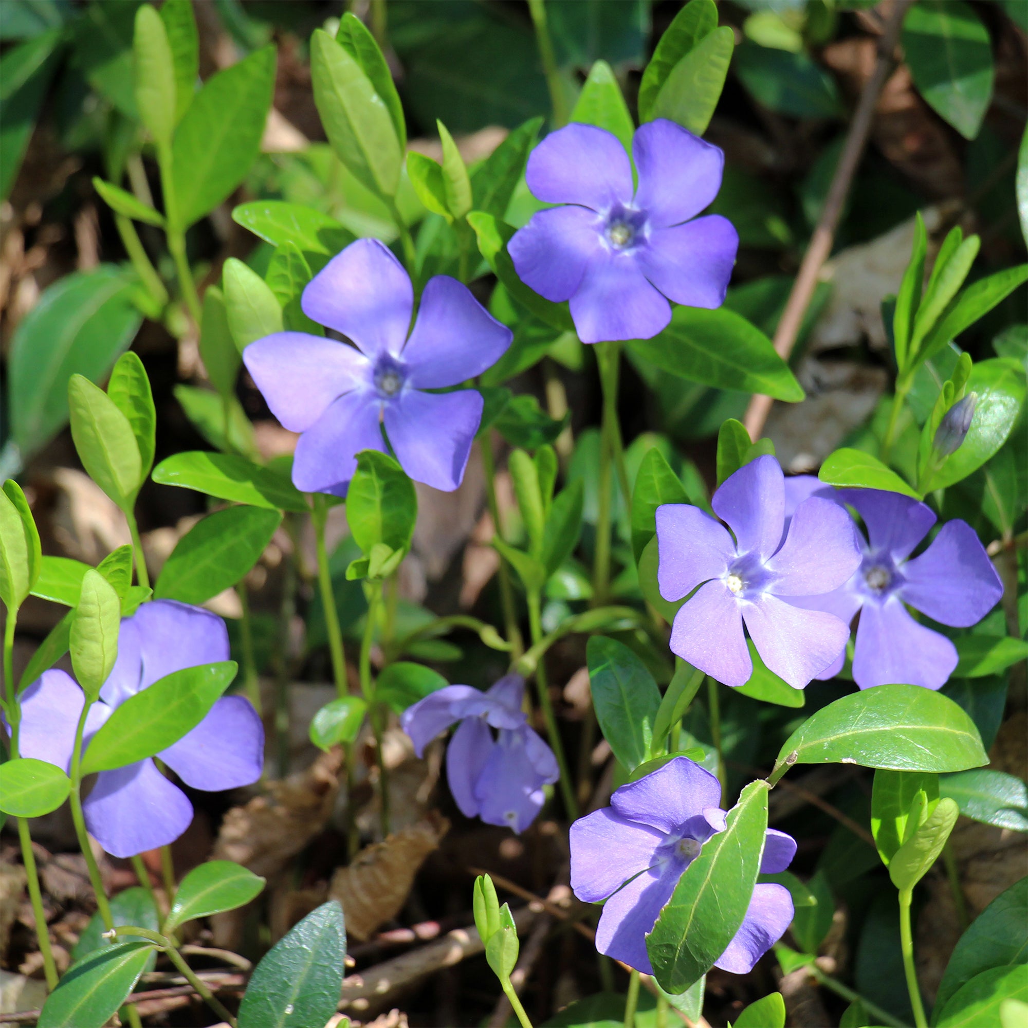 Bakker petite pervenche violette pot 8cm lot de 2