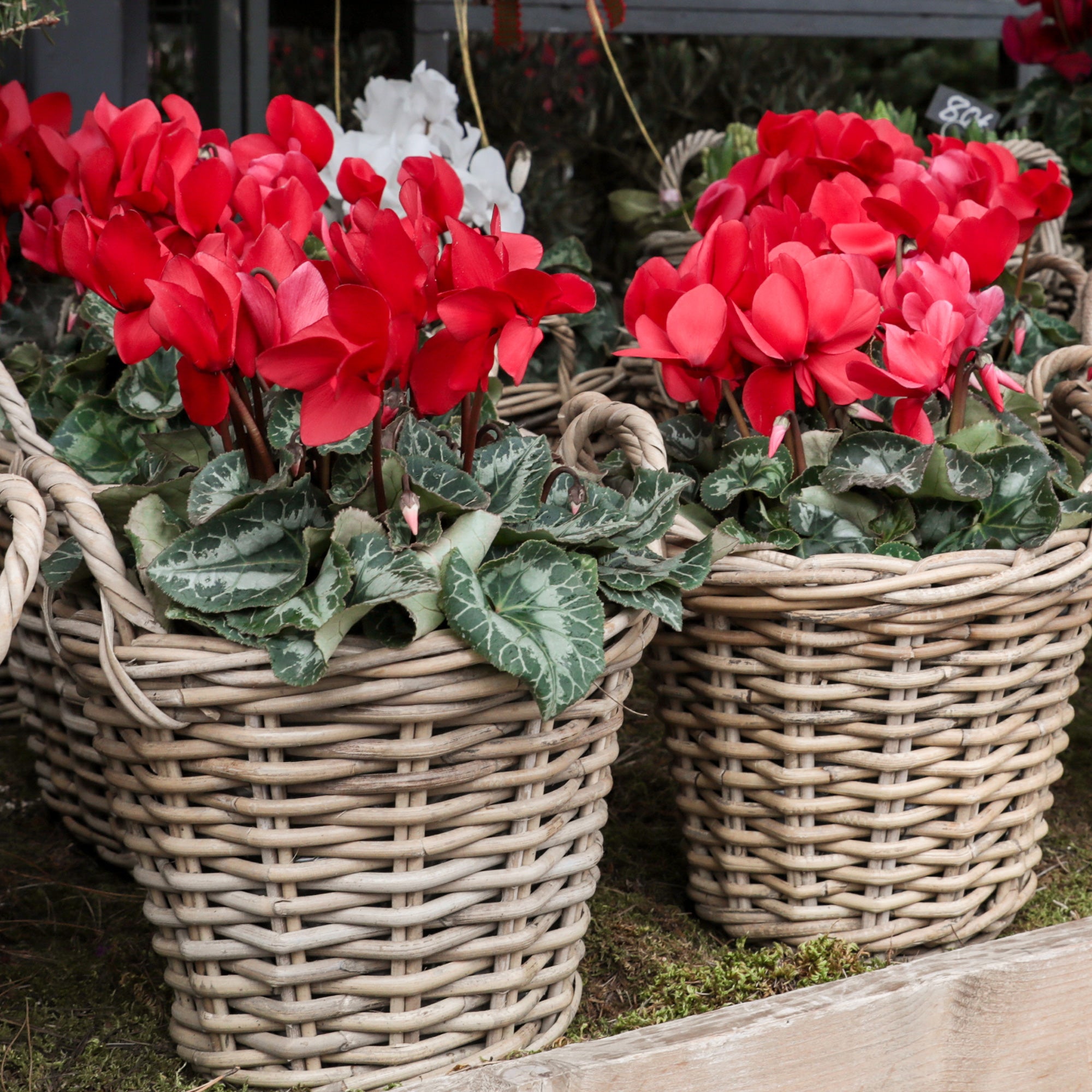 Bakker Cyclamens rouges 3 pots 10.5cm fleur hiver