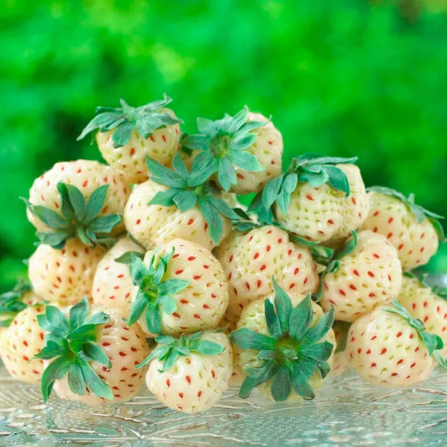 Bakker Pineberry White Dream 2 fraisiers pot 7cm