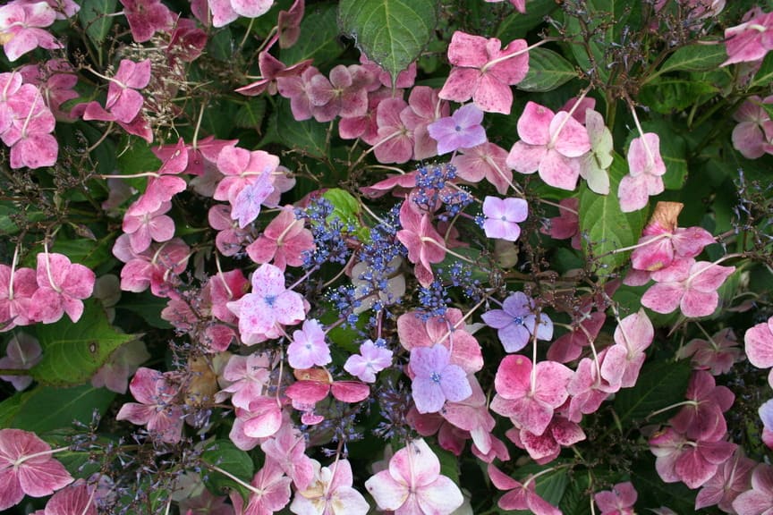 Les Hortensias du Haut Bois Juno hortensia macrophylla fleurs plates