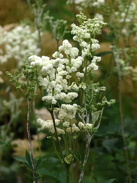 Passion Vivaces Filipendula Plena reine des prés pot 1L blanc pur