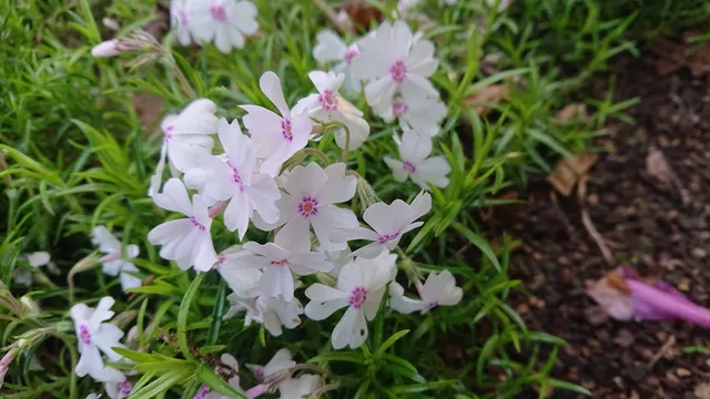Passion Vivaces Phlox subulata Coral Eyes plante godet blanc rosé