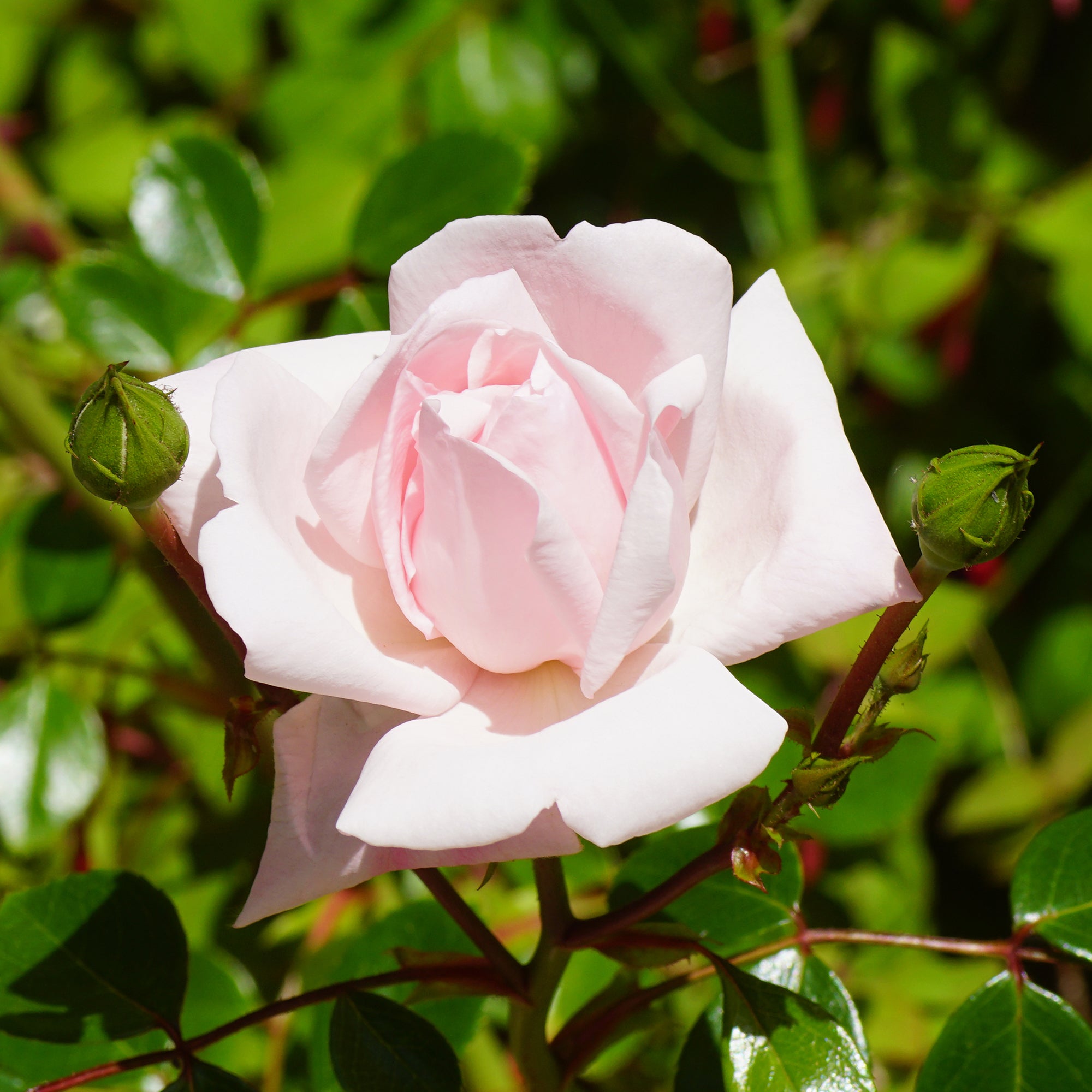 Bakker Rosier New Dawn grimpant pot 4L rose remontant
