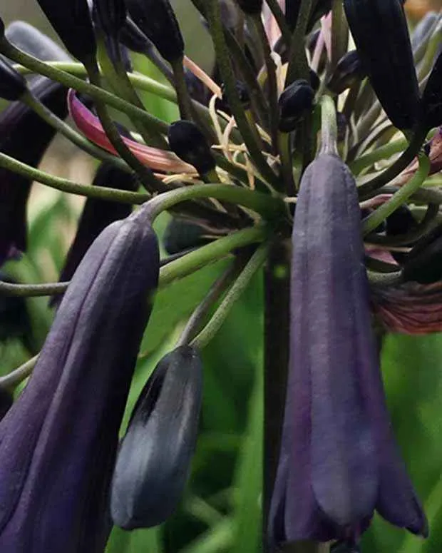 Bakker Agapanthe Black Magic plante vivace pot 9cm floraison sombre