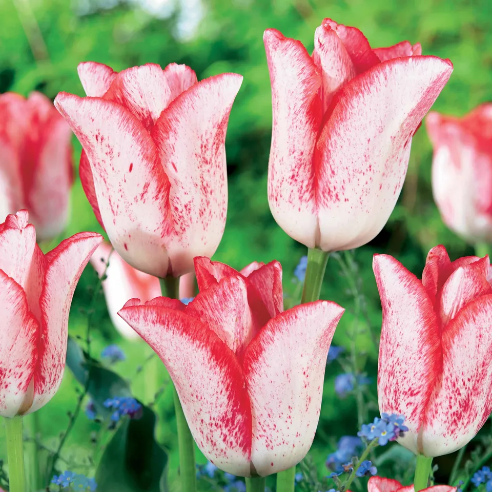 Bakker Bulbes Tulipe Beauty Trend rouge sachet 10 bulbes