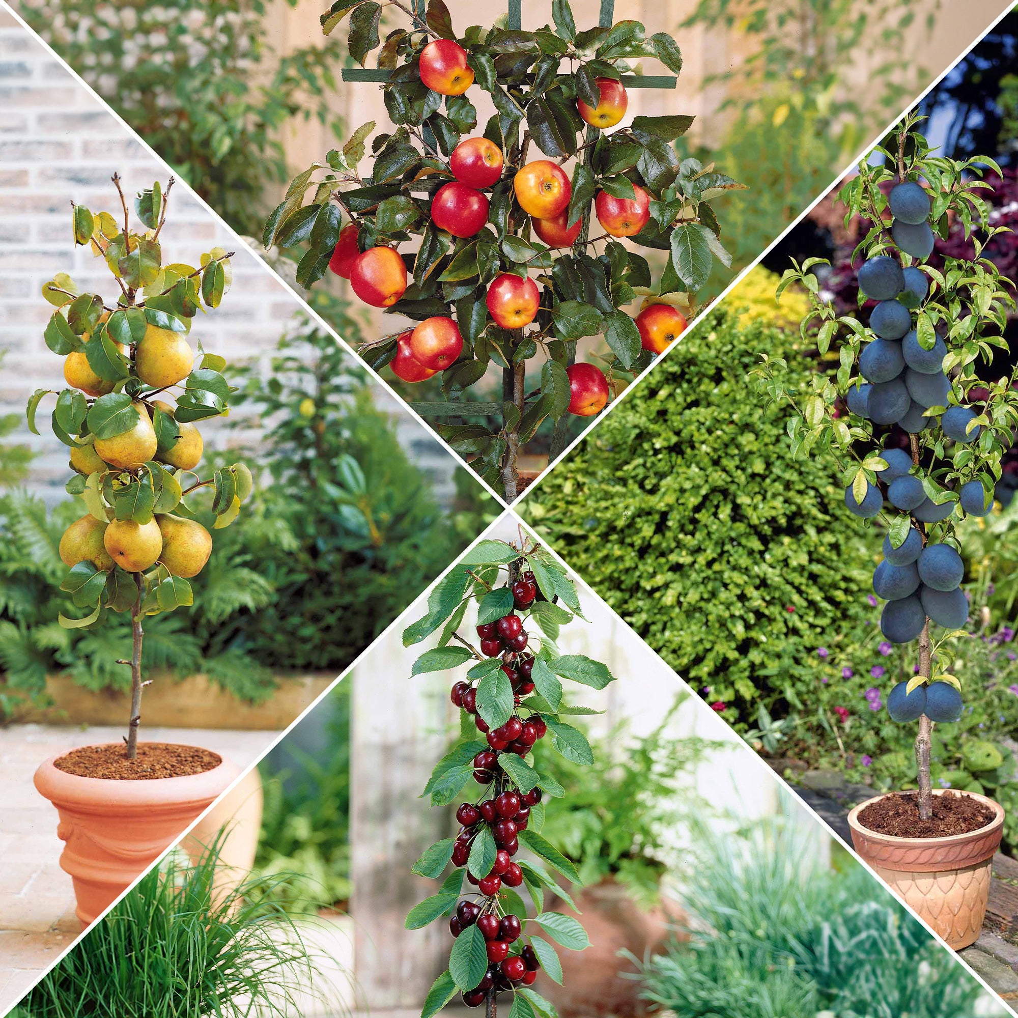 Bakker Collection 4 mini-fruitiers arbre nain pot Ø 9cm