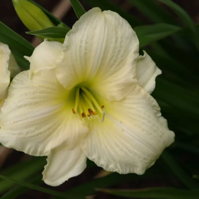 Passion Vivaces Hemerocallis Joan Senior vivace godet 1 L blanc