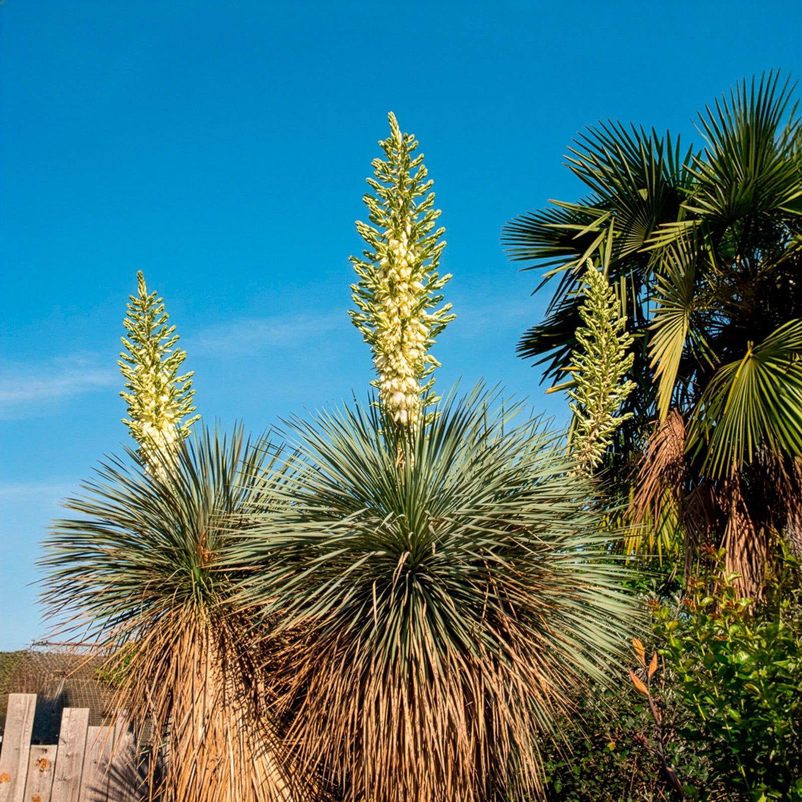 Bakker Arbustes Yucca bleu rostrata plante pot Ø 9 cm