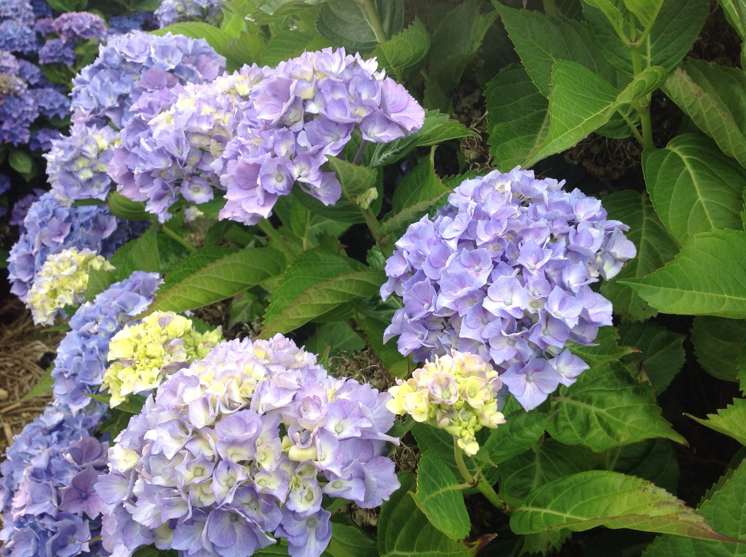 Les Hortensias du Haut Bois La Marne hortensia rond bleu