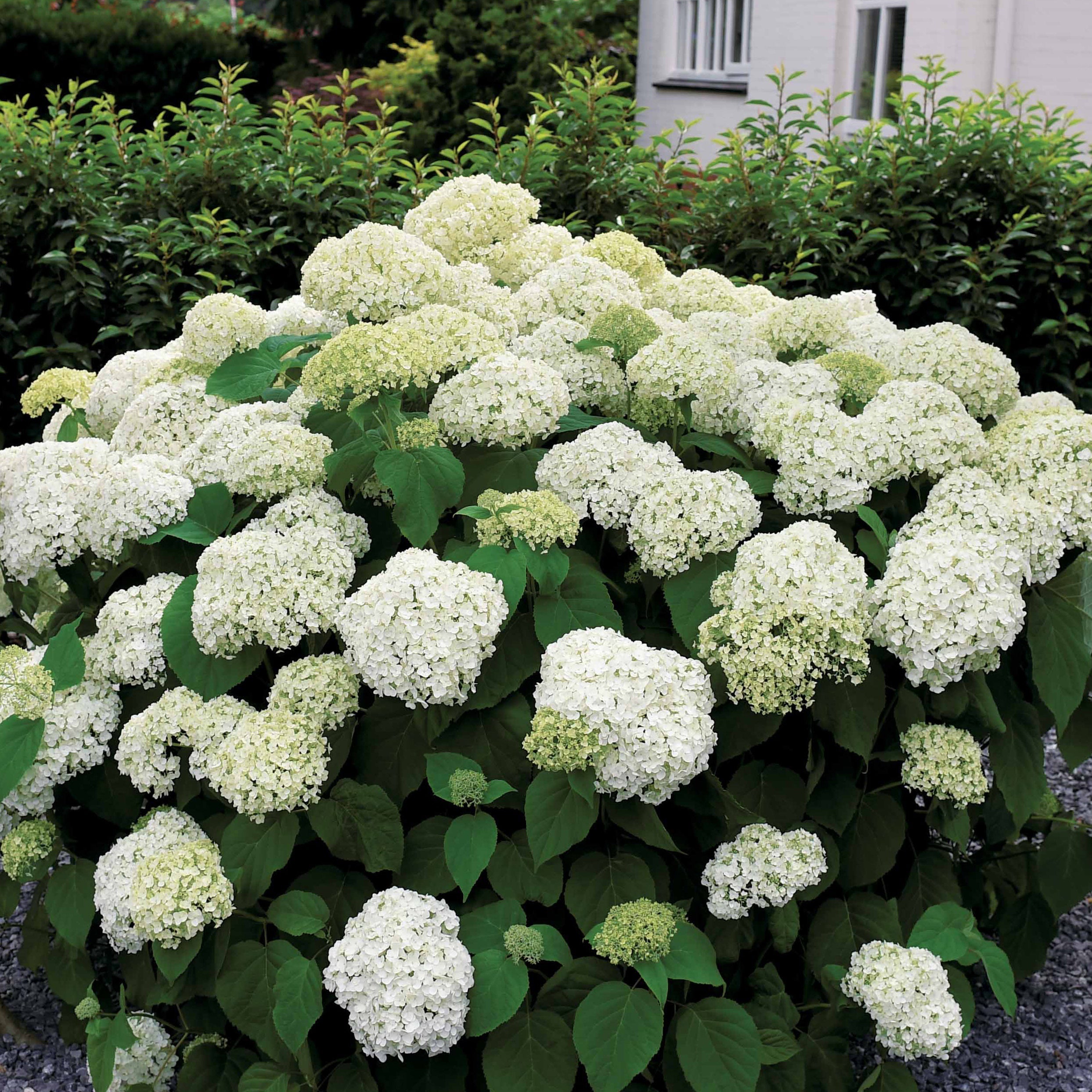 Bakker Hortensia Annabelle arbuste fleuri 1,5L boule blanche