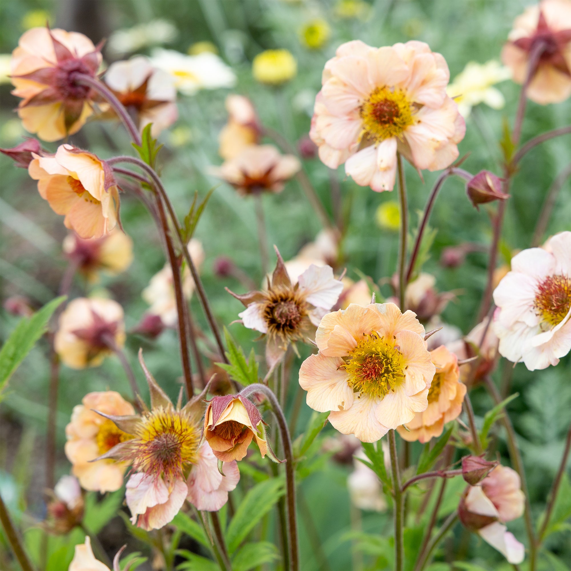 Bakker Vivaces Benoîte Mai Tai Geum plante pot 9cm rose corail