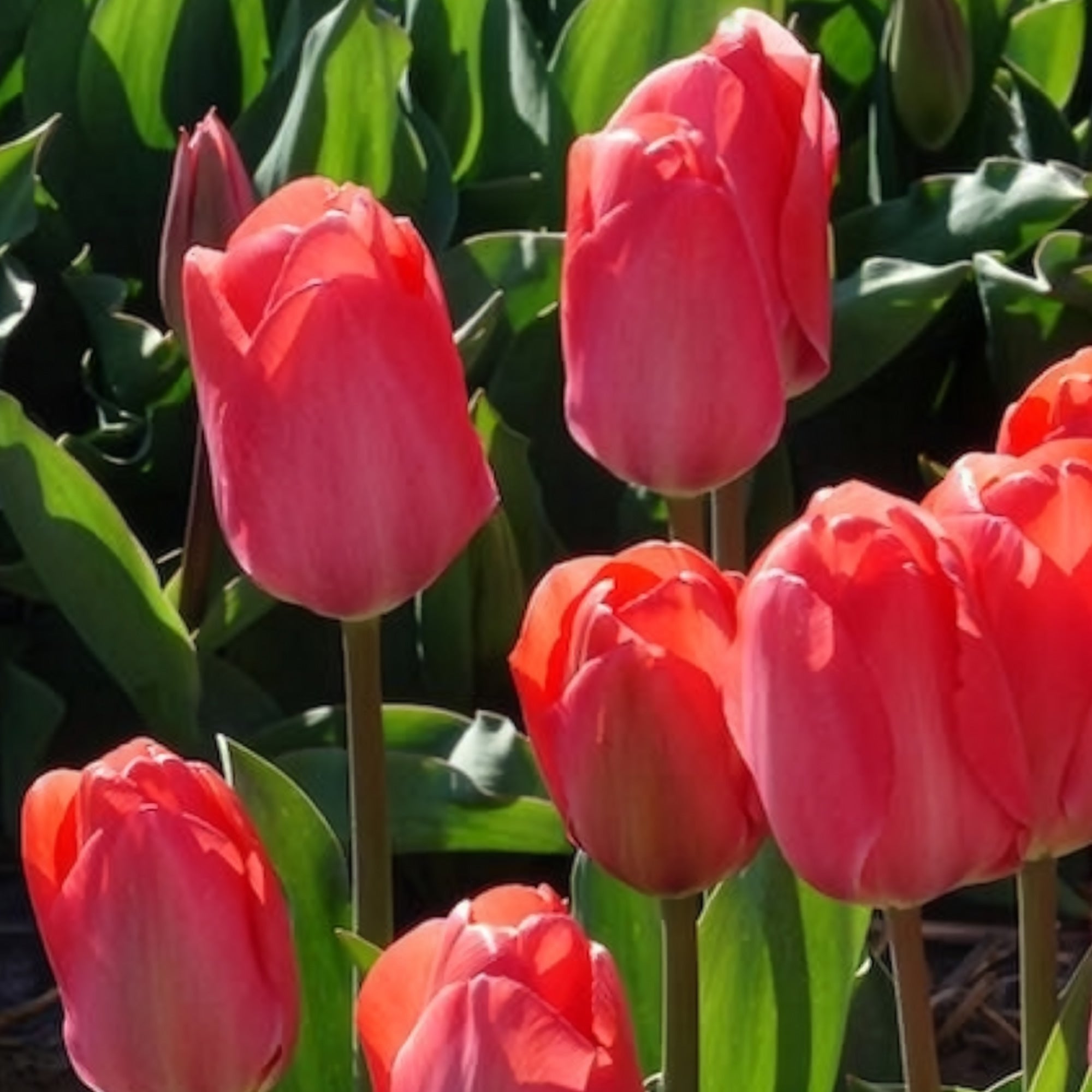 Bakker Van Eijk tulipe rose lot de 10 bulbes fleur coupée
