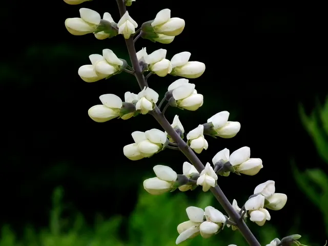 Baptisia australis Alba lupin indigo pot 1L fleurs blanches
