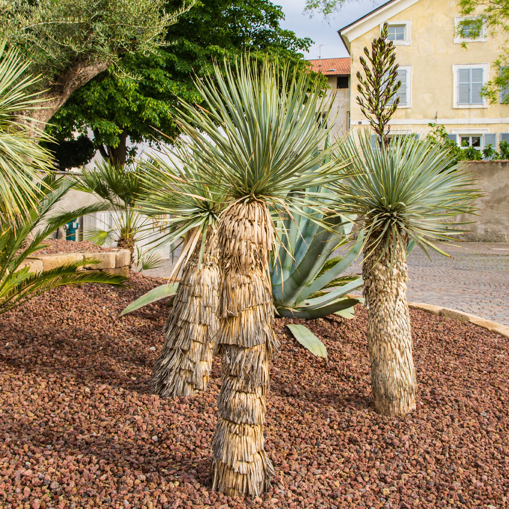 Bakker Arbustes Yucca bleu rostrata plante pot Ø 9 cm