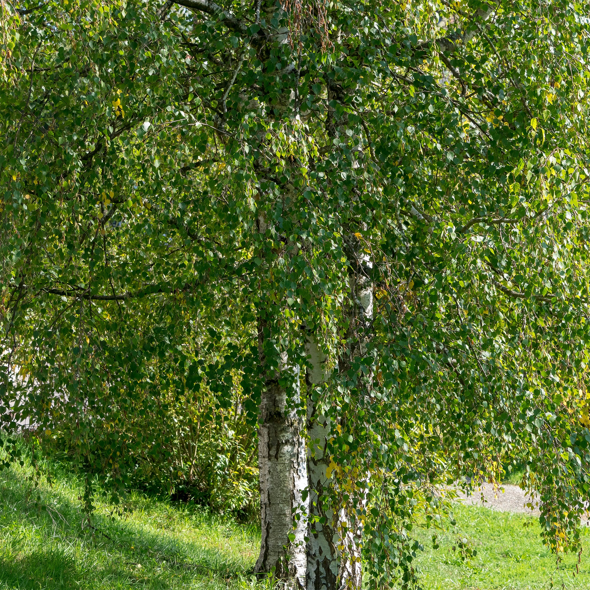 Bakker Bouleau commun arbre pot 2L 80-100cm écorce blanche