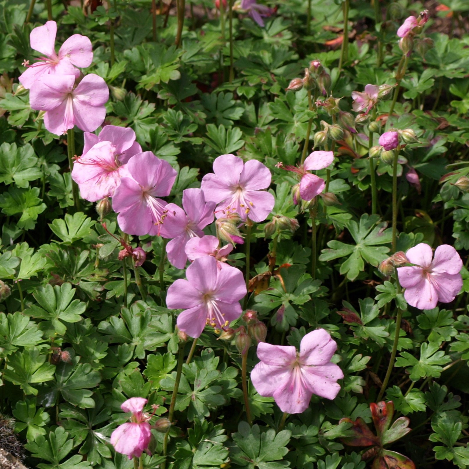 Passion Vivaces Geranium dalmaticum plante vivace pot 1L rose
