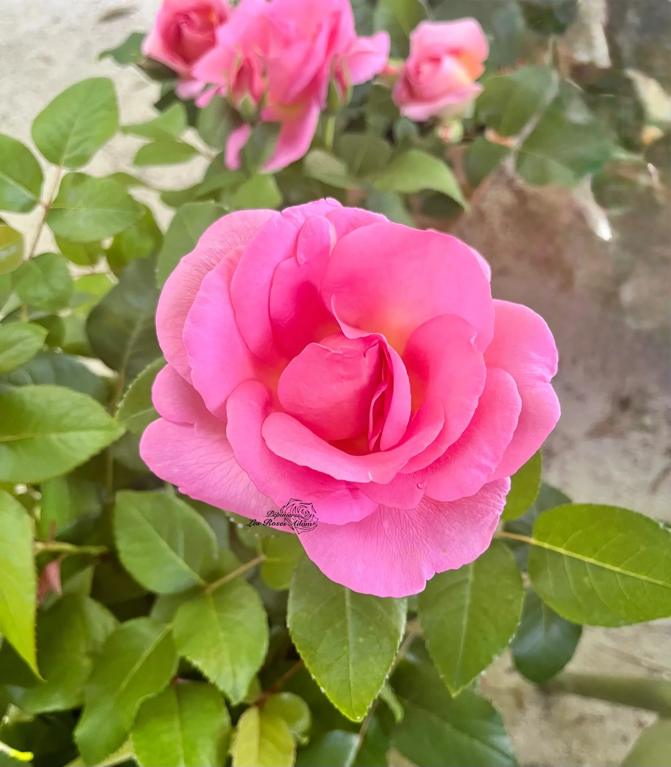 Michel Adam Alexis Danan Adaraixa rosier buisson rose nacré
