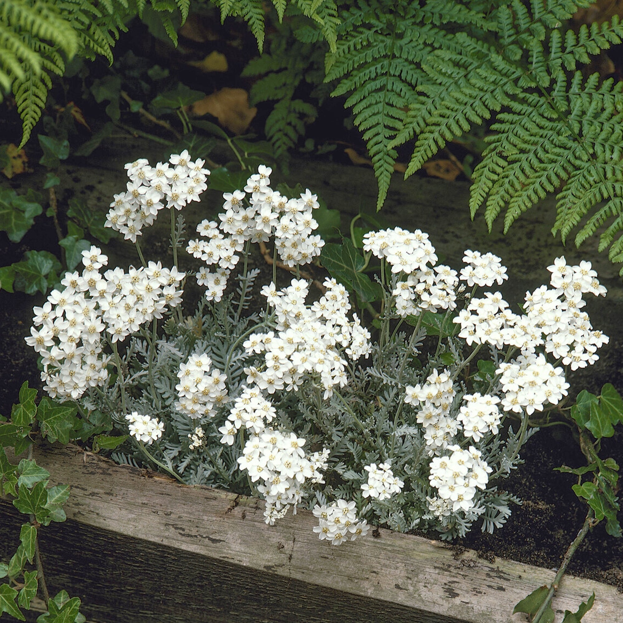 Bakker Plantes vivaces Achillée ombelle blanche pot 9cm soleil