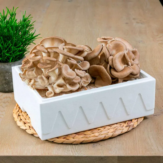 Bakker Kit Pleurote champignon kit 7,5L intérieur