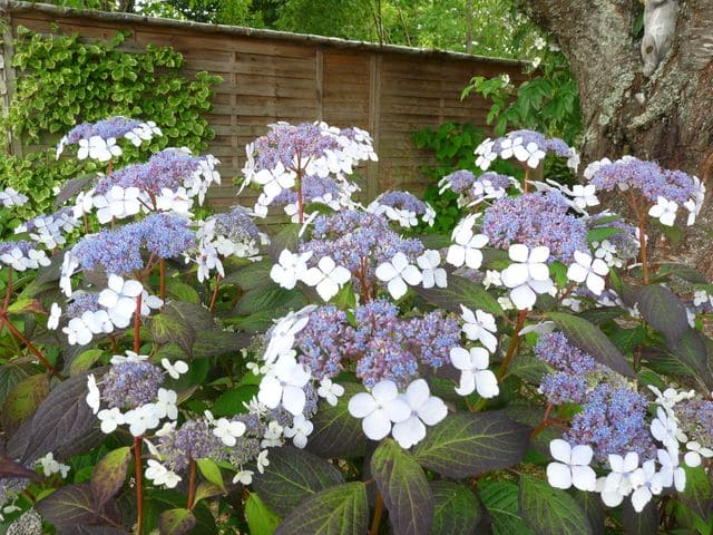 Les Hortensias du Haut Bois Aigaku hortensia serrata godet mi-ombre