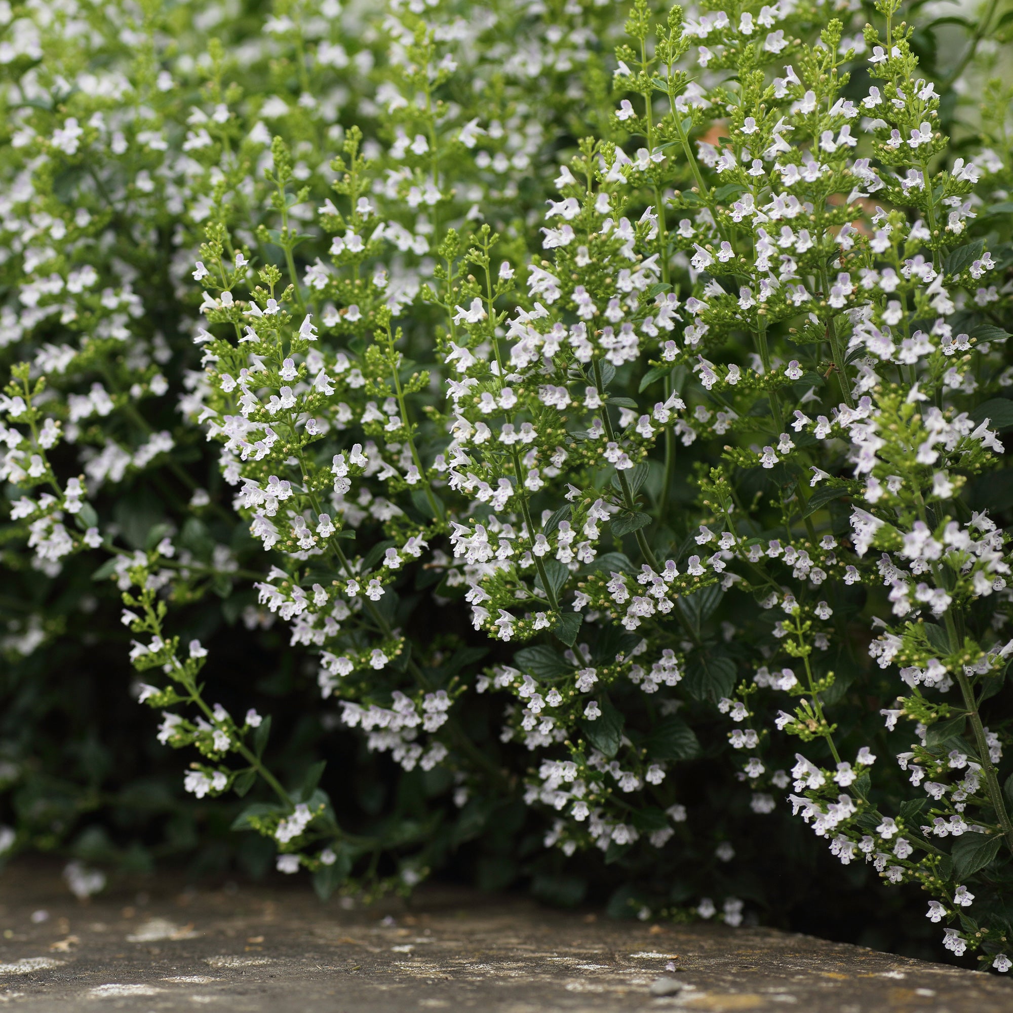 Bakker Petit calament vivace pot 9cm fleurs blanches