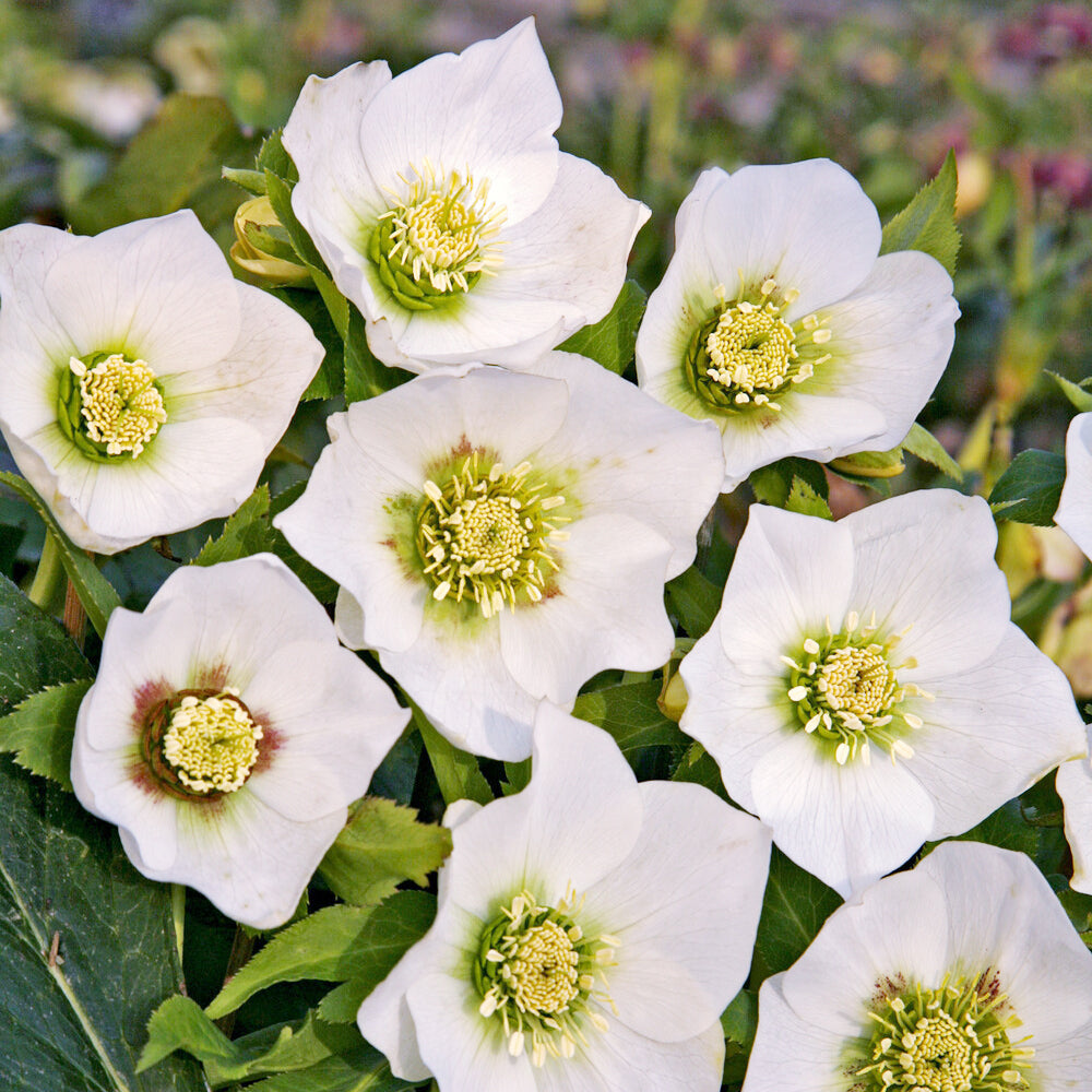 Bakker White Lady hellébore pot 9cm blanc hiver
